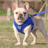 A French Bulldog wearing a blue harness and leash standing on grass outdoors
