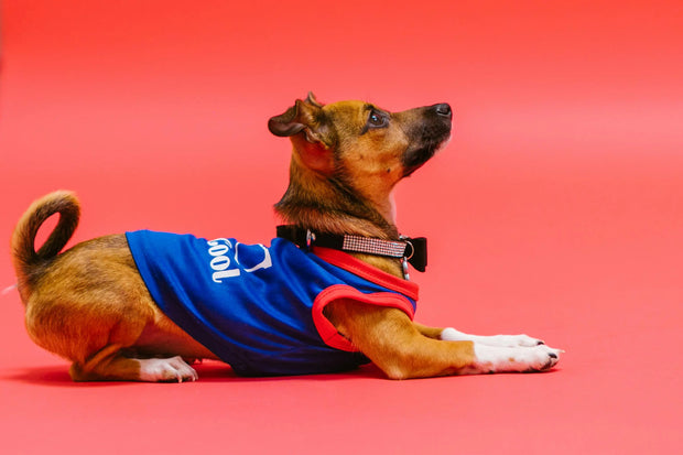 Dog wearing a blue and red outfit on a red background